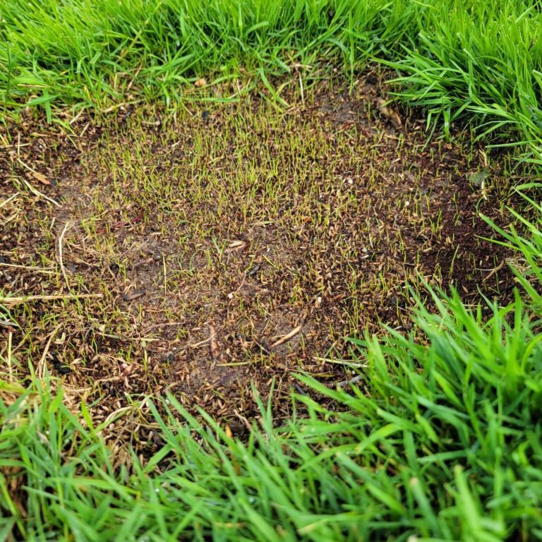 (7155) Black Beauty Patcher 3lb Jonathan Green - Lawn Bare Spot Repair - Image 3