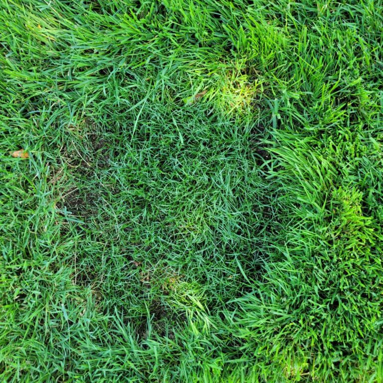 (7155) Black Beauty Patcher 3lb Jonathan Green - Lawn Bare Spot Repair - Image 4