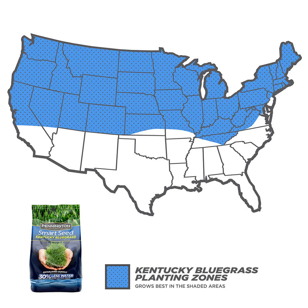 #6904 - Pennington Kentucky Bluegrass 3lb - Image 2