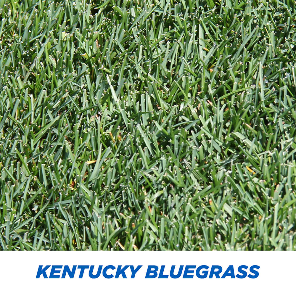 #6904 - Pennington Kentucky Bluegrass 3lb - Image 4