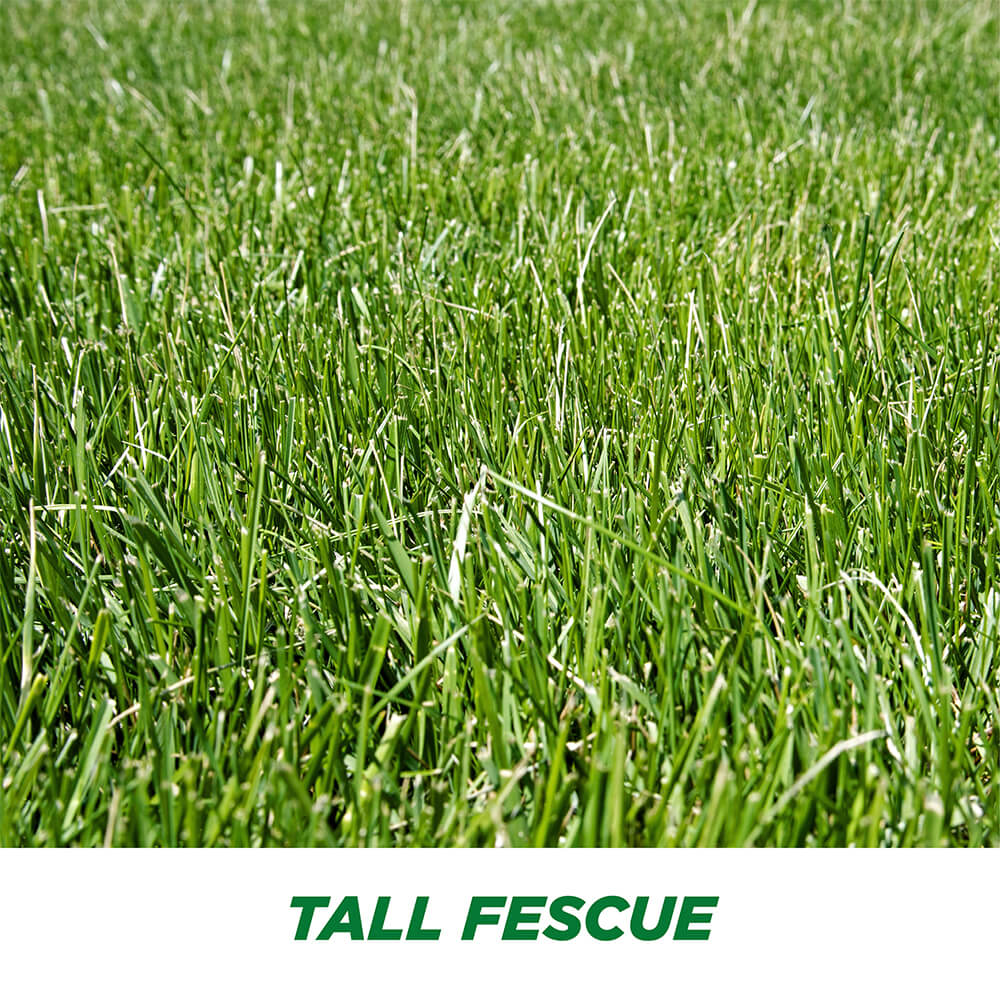 #6905 - Pennington Tall Fescue Bld 3lb - Image 4